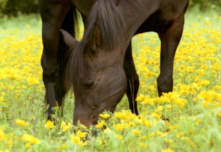 Horse field yellow flowers background - yellow flower free wallpaper