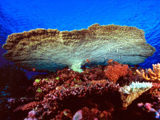 Coral reef blue background water 3 - large free wallpaper for desktop