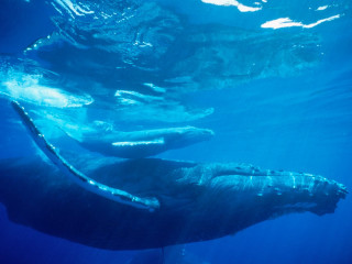 Large animals swimming ocean together 4 - a photo free wallpaper