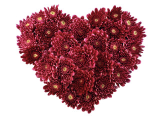 Heart shaped red flowers white 3 - red flower free wallpaper