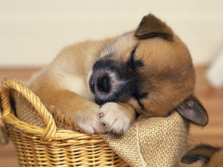 Small dog sleeping basket floor 3 - chang daichien free wallpaper