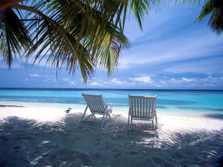 Two chairs beach palm tree - two chair free wallpaper