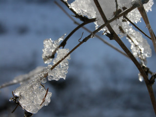 Plant ice leaves branches blue 2 - a close up of a plant free wallpaper