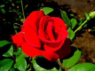 Red rose green leaves garden 3 - a red rose free wallpaper