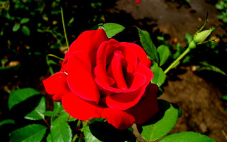 Red rose green leaves rock 2 - the background and a rock in the foreground free wallpaper