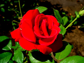 Red rose green leaves sunlight 2 - a red rose free wallpaper