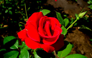 Red rose green leaves rock 3 - the background and a rock in the foreground free wallpaper