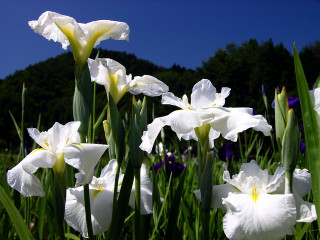 White flowers blue sky trees - a few green leaf free wallpaper