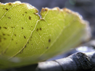 Close up leaf dirt bugs - a close up of a leaf free wallpaper