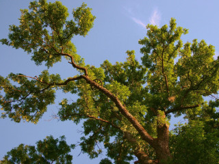 Tree leaves blue sky clouds 2 - a blue sky in the background free wallpaper for desktop