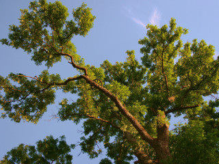 Tree leaves blue sky clouds 5 - a few cloud free wallpaper for desktop