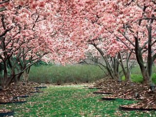 Park trees grass bench flowers 3 - color film photography free wallpaper