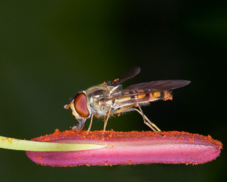 Fly on flower wings spread 2 - a green background behind free wallpaper
