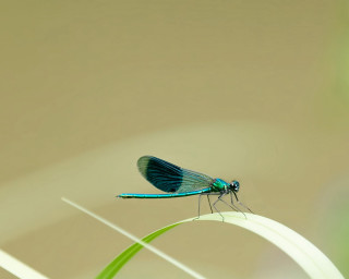 Blue dragonfly green stem lightbrown 3 - a green plant stem free wallpaper
