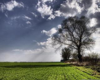 Tree field sky clouds background 4 - a sunbeam in the foreground free wallpaper
