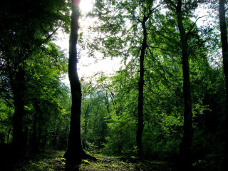 Forest bench sunlight trees night - coppo di marcovaldo free wallpaper