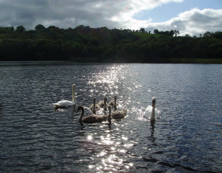 Swans swimming lake trees sunlight - aileen eagleton free wallpaper