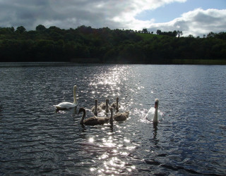 Swans lake trees sunshine water - aileen eagleton free wallpaper