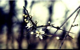Branch white flowers forest no 4 - a picture free wallpaper for desktop