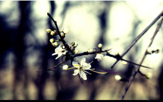 Branch white flowers forest no 2 - white flower free wallpaper