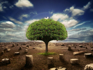 Tree bird field rocks trees 3 - cloudy free wallpaper