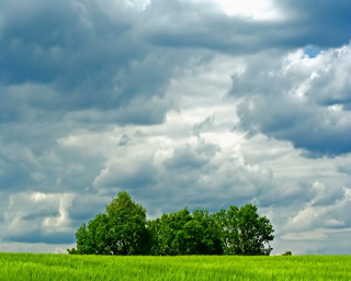 Green field trees clouds sky - white cloud above free wallpaper
