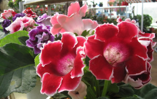 Flowers vase table store green - vivid free wallpaper