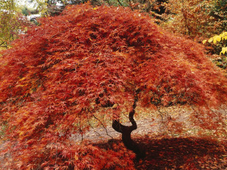 Tree red leaves park bench 3 - a park area free wallpaper