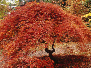 Red leaves tree park bench 2 - a park area free wallpaper