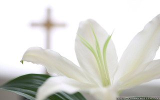 White flower cross blurry background - symbolism free wallpaper