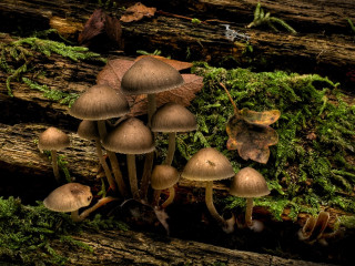 Mushrooms tree stump forest moss 2 - moss free wallpaper