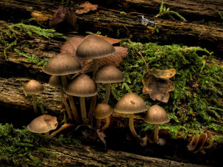Mushrooms tree stump forest moss 6 - moss free wallpaper