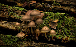 Mushrooms tree stump forest moss 8 - moss free wallpaper