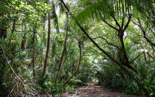 Forest path bench dense trees - jungle free wallpaper