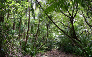 Forest path bench trees plants - jungle free wallpaper
