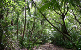 Dense forest path bench trees - jungle free wallpaper