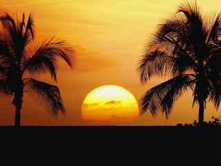 Sunset palm trees surfboard person 4 - a surfboard in the foreground free wallpaper