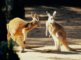 Kangaroos standing in shade tree - australian tonalism free wallpaper