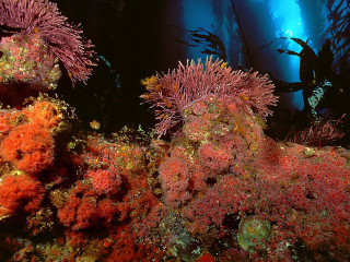Seaweed coral diver underwater ocean - the water free wallpaper