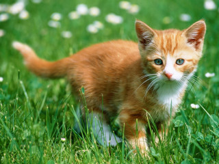 Kitten walking field grass flowers 2 - a small kitten free wallpaper