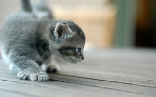 Small kitten playing toy floor 2 - a toy free wallpaper