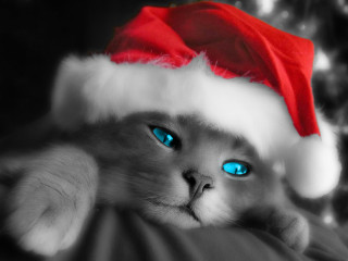 Blue eyes cat santa hat - a christmas tree in the background free wallpaper