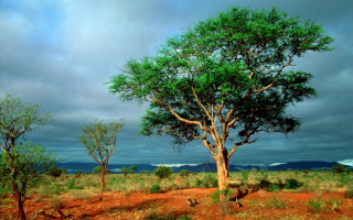 Tree field cloudy sky foreground - a tree in a field free wallpaper