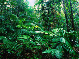 Lush green forest sunny jungle 5 - jungle free wallpaper