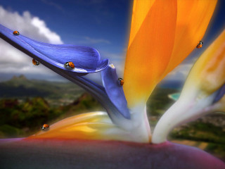 Flower ladybugs petals sky clouds - chris labrooy free wallpaper
