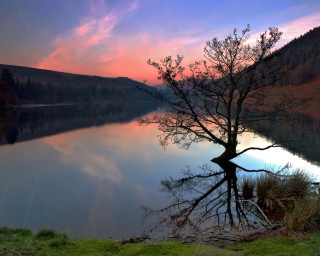 Tree water sunset pink sky 4 - david boyd free wallpaper