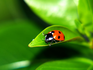 Ladybug green leaf water droplets 4 - free animals wallpaper
