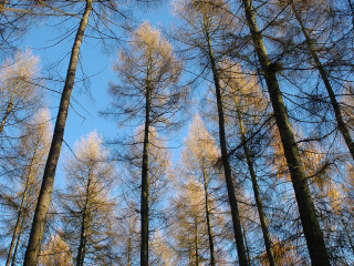Tall trees bare forest blue - tall tree free wallpaper