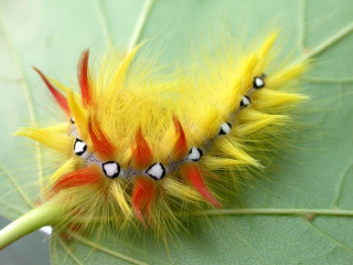 Yellow caterpillar black eyes white 3 - white spot free wallpaper