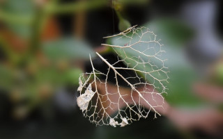 Leaf bug branch background blurry - a leaf free wallpaper